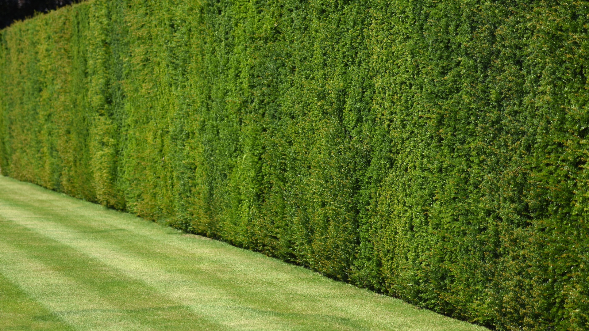 Box Hedge